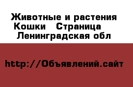 Животные и растения Кошки - Страница 5 . Ленинградская обл.